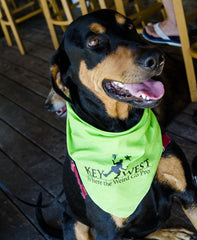 Pet Bandanas