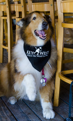 Pet Bandanas